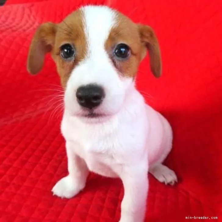 ID:2209-00846の子犬