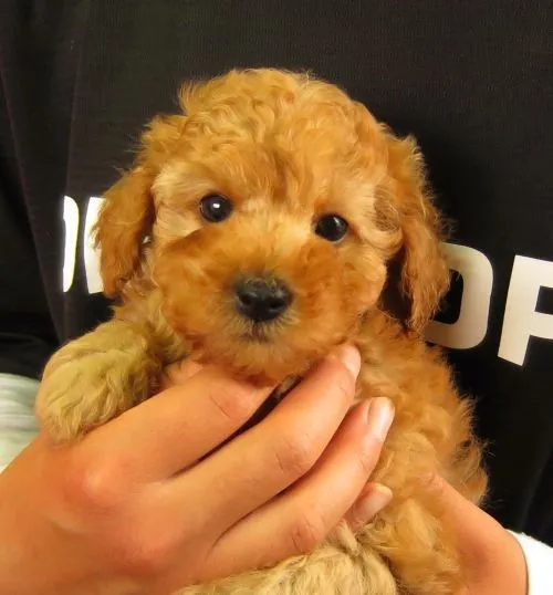 ID：1406-00167の子犬