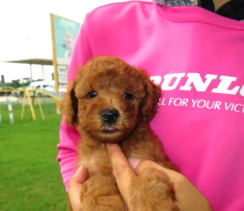 ID:1609-01021の子犬
