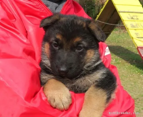 ID：1902-01151の子犬