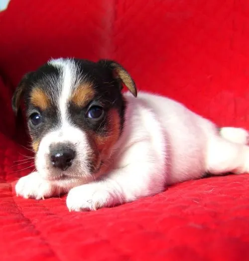 ID：1501-01194の子犬