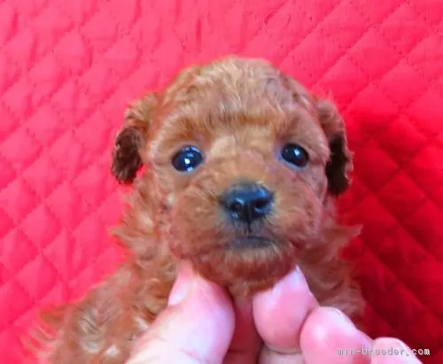 ID：1903-02610の子犬