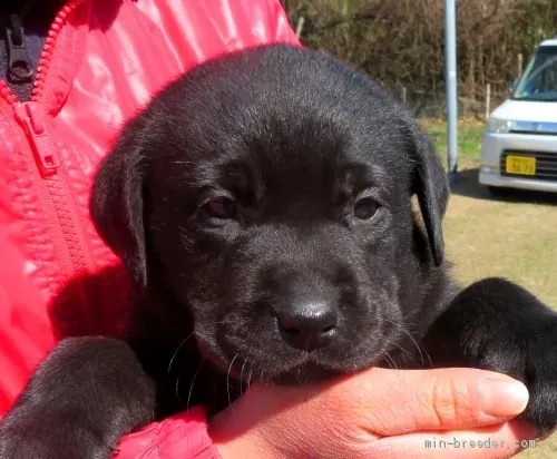 ID：2102-02223の子犬