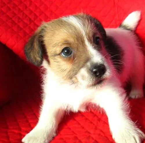 ID：1312-00291の子犬