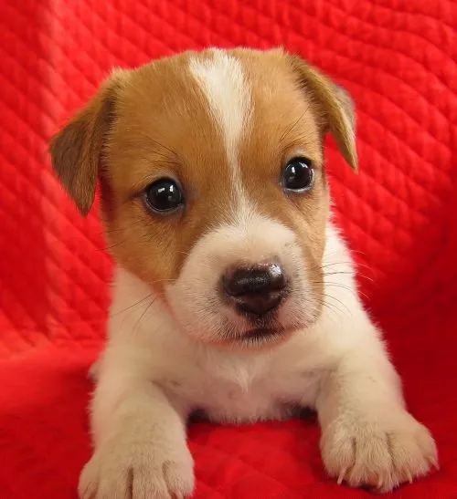 ID：1407-00684の子犬