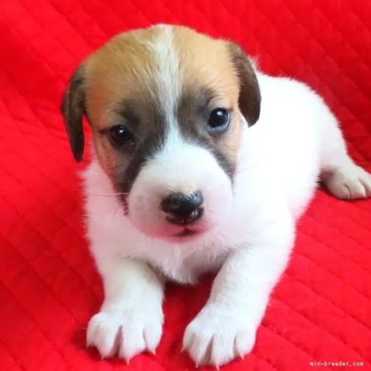 ID：2207-02287の子犬