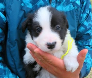 ボーダーコリー【宮崎県・男の子・2019年2月11日・ホワイト&タン】の写真「★沢山のＴチャンピオンの血統です！！」