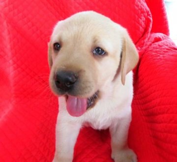 ラブラドールレトリバー【宮崎県・男の子・2022年4月3日・イエロー】の写真「★頭脳明晰な血統です！！」