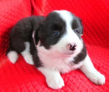 ボーダーコリー【宮崎県・女の子・2019年4月8日・ブラック&ホワイト】の写真「★聡明な両親の元生まれました。」