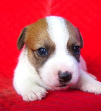 ジャックラッセルテリア【宮崎県・男の子・2015年9月18日・ホワイト&タン】の写真「★短足タイプのとても可愛い子です！！」