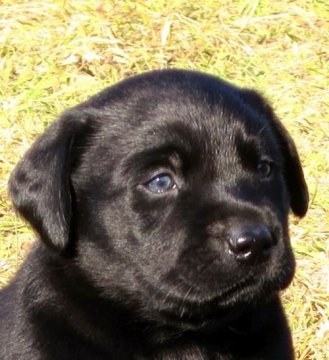 ラブラドールレトリバー【宮崎県・男の子・2014年10月20日・ブラック】の写真「★母犬は警察犬大会元優勝犬です！！」