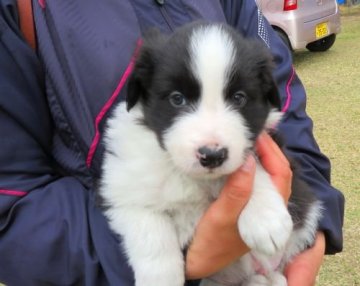 ボーダーコリー【宮崎県・男の子・2019年2月11日・ブラック&ホワイト】の写真「★沢山のＴチャンピオンの血統です！！」