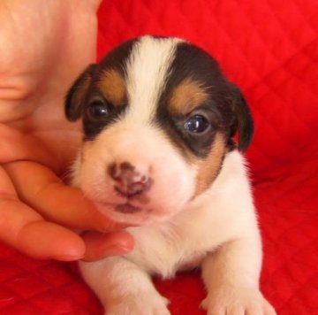 ジャックラッセルテリア【宮崎県・女の子・2014年6月10日・トライカラー(3色カラー)】の写真「★短足タイプの可愛い子です！！」