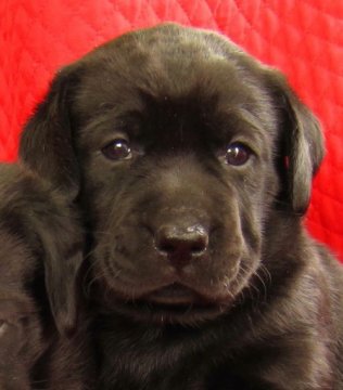 ラブラドールレトリバー【宮崎県・女の子・2014年4月21日・ブラック】の写真「★とても頭の良い賢い系統、女の子！！」