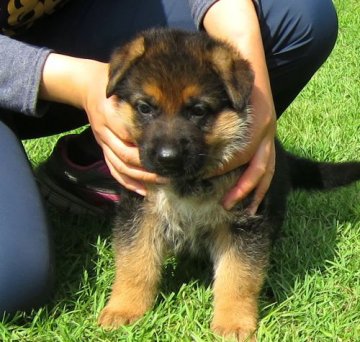 ジャーマン・シェパード・ドッグ【宮崎県・女の子・2016年5月1日・ブラック&タン】の写真「★母犬は現役指定警察犬です。」