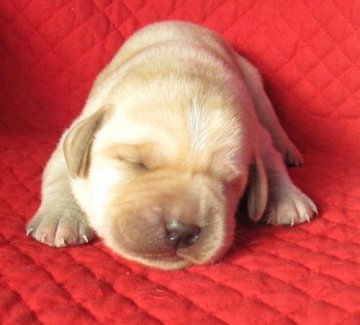 ラブラドールレトリバー【宮崎県・男の子・2014年1月21日・イエロー (警察犬直子)】の写真「母犬は警察本部指定警察犬です。」