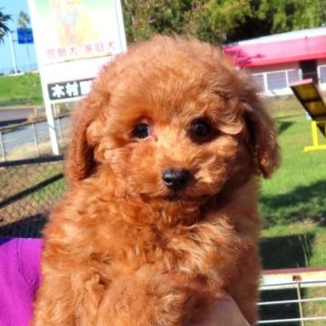 トイプードル(タイニー)【宮崎県・男の子・2023年8月24日・レッド】の写真「とても大人しい優しい子です１１」