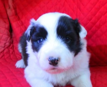 ボーダーコリー【宮崎県・女の子・2019年4月8日・ブラック&ホワイト】の写真「ユニークな柄模様の子です。」