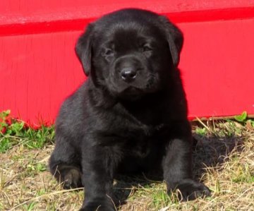 ラブラドールレトリバー【宮崎県・男の子・2022年1月10日・ブラック】の写真「★聡明な両親の元生まれました。」