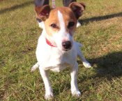 ジャックラッセルテリア【・男の子・2018年5月1日・ホワイト&タン】