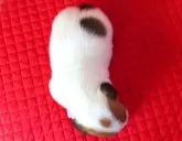 ジャックラッセルテリア【宮崎県・女の子・2023年9月3日・ホワイト&タン】の写真3