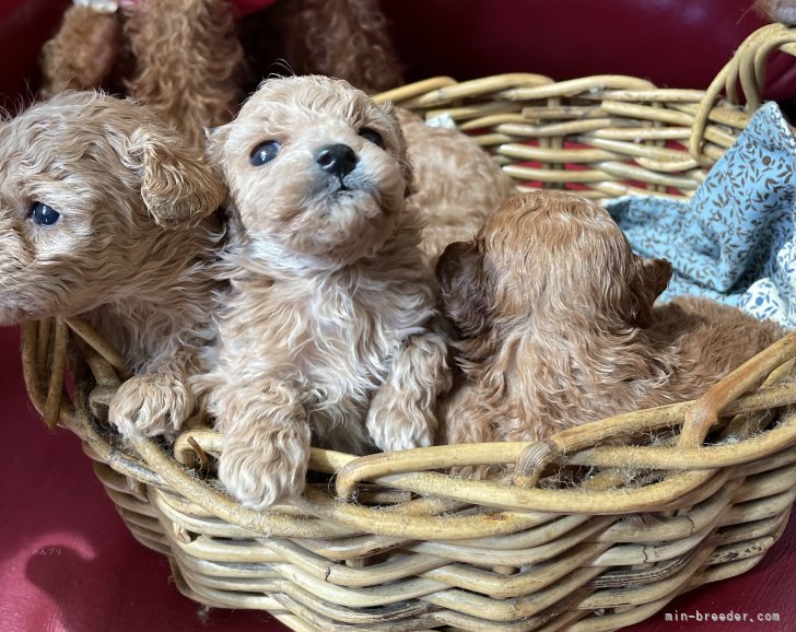 高橋美幸ブリーダーのブログ：可愛くスクスクと成長中♪