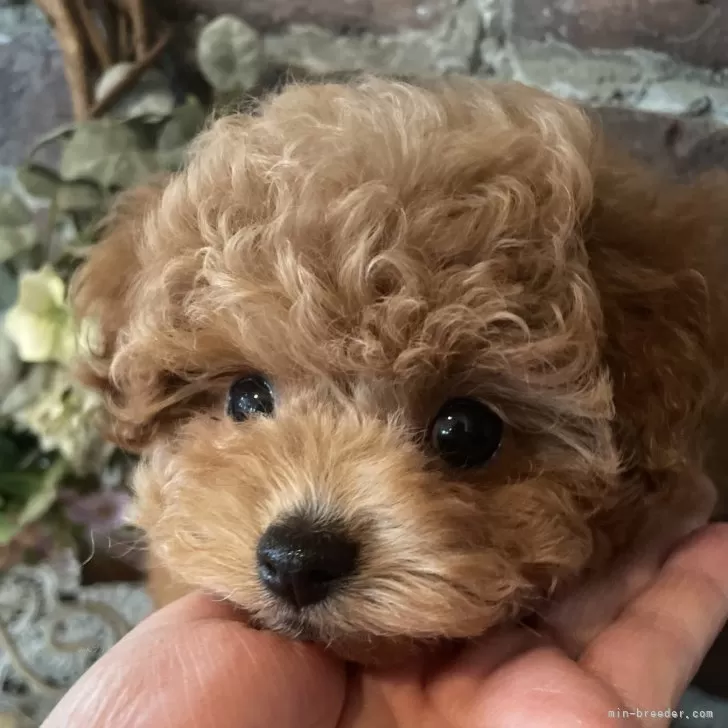 ティーカッププードル【北海道・男の子・2025年9月3日・レッドフォーン】の写真1「お顔のバランスも良くお鼻も漆黒です♪」