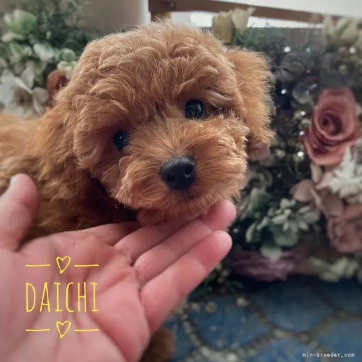 タイニープードル【北海道・男の子・2025年9月3日・レッドフォーン】の写真1「ごはんをたくさん食べて兄妹の中でも一番大きいです。健康優良児‼️少食の心配は全く有りません。」