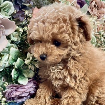 ティーカッププードル【北海道・女の子・2025年9月3日・レッドフォーン】の写真「もこもこ小さなプリンセス☆彡」