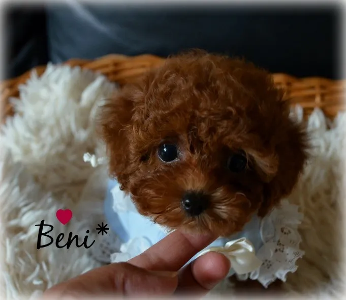 ID：1408-00624の子犬