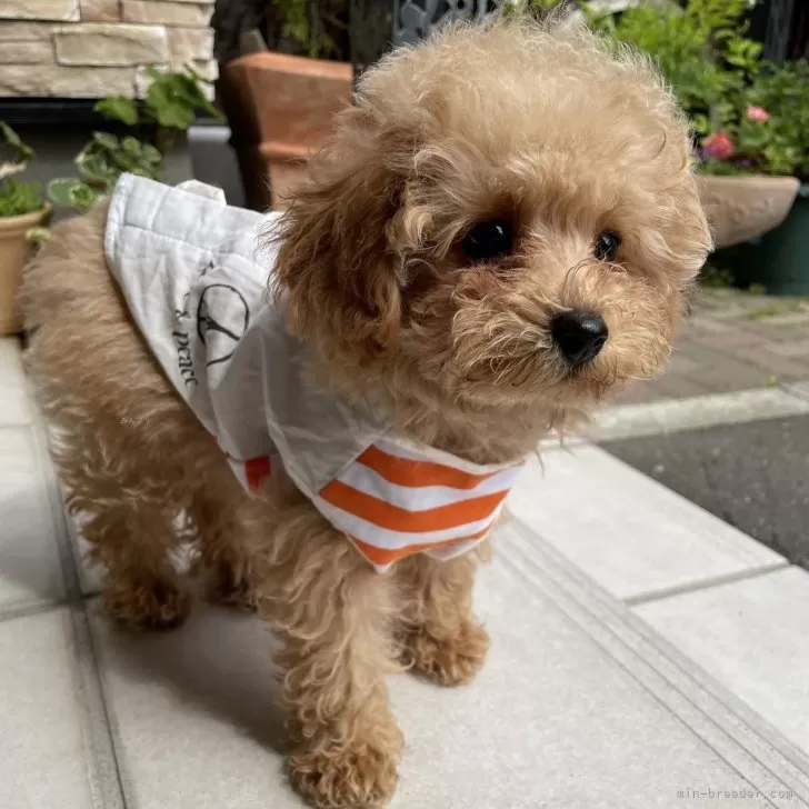 ID：2406-00137の子犬