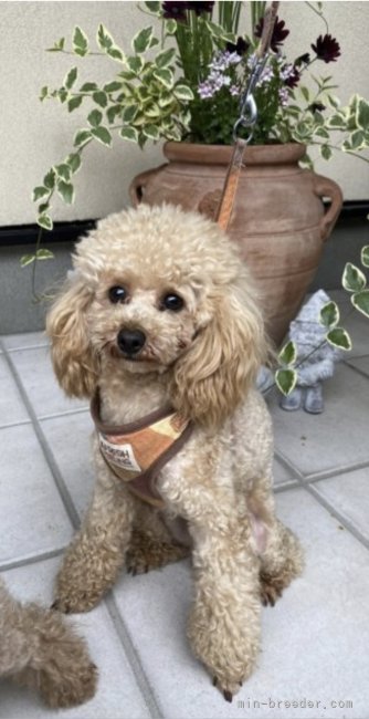 トイプードル【・男の子・2019年9月20日・アプリコット】「イケメンくんで物怖じしない男の子です。」