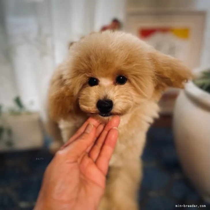 ID：2307-05167の子犬