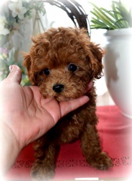 トイプードル(トイ)【北海道・男の子・2019年12月3日・レッド】の写真「・★・・天真爛漫なボク・・★・」