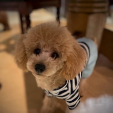 トイプードル(タイニー)【北海道・男の子・2023年5月13日・アプリコット】の写真「性格良く甘えん坊さん
イケメン男子です！」
