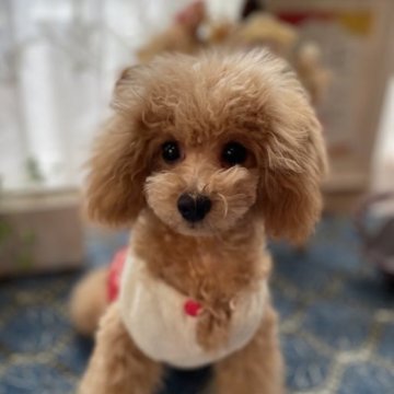 トイプードル(タイニー)【北海道・女の子・2023年8月1日・レッド】の写真「トイレトレーニング完璧です✨
天真爛漫！」