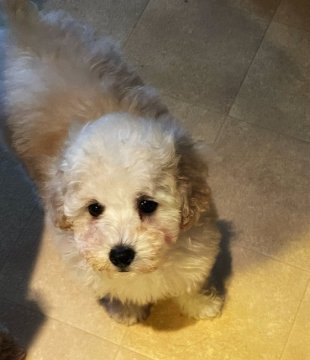 トイプードル(トイ)【北海道・男の子・2022年1月20日・クリーム】の写真「・♡・賢くて優しいお顔の男の子・♡・」