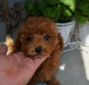 トイプードル(ティーカップ)【北海道・女の子・2014年2月18日・レッド】の写真「・★・　ちっちゃなお姫様・★・」