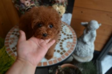 トイプードル(ティーカップ)【北海道・女の子・2013年10月20日・レッド】の写真「まんまるオメメノがチャームポイント♪」