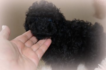 トイプードル(タイニー)【北海道・女の子・2014年6月5日・ブラック】の写真「・★・　ブラックのお姫様・★・」