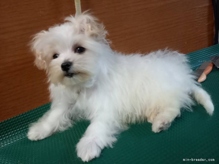 三島郁夫ブリーダーのブログ：嫁ぎ先の子は今。ここちゃん。