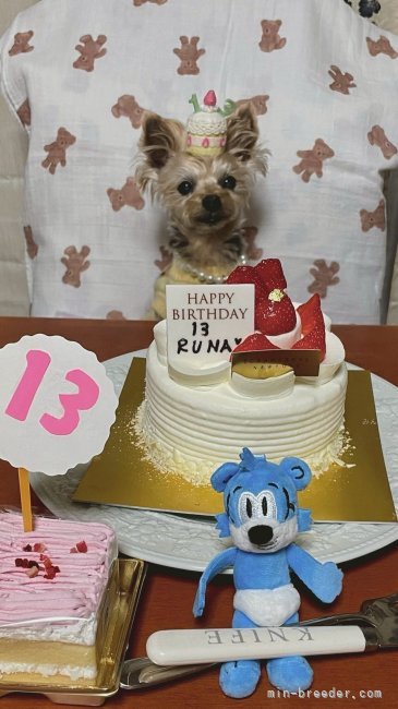 三島郁夫ブリーダーのブログ：嫁ぎ先の子は今。ミミちゃん・ルナちゃん・ルルちゃん・ミル君。