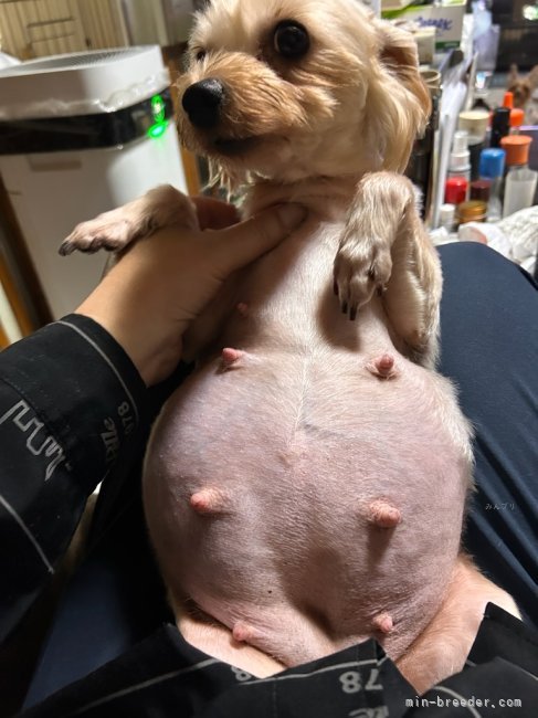 三島郁夫ブリーダーのブログ：犬舎琴さんのお腹💦