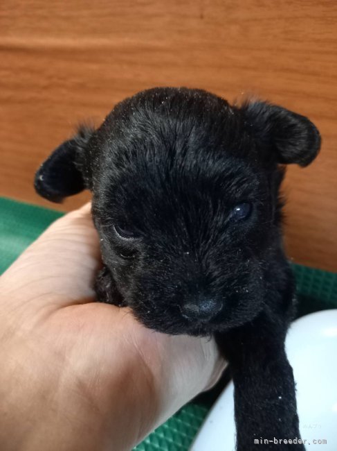 三島郁夫ブリーダーのブログ：つぶみちゃんJr兄妹は生後25日。
