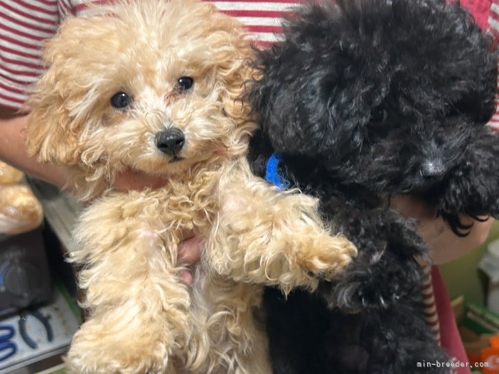 三島郁夫ブリーダーのブログ：仁君Jr兄妹は生後105日。