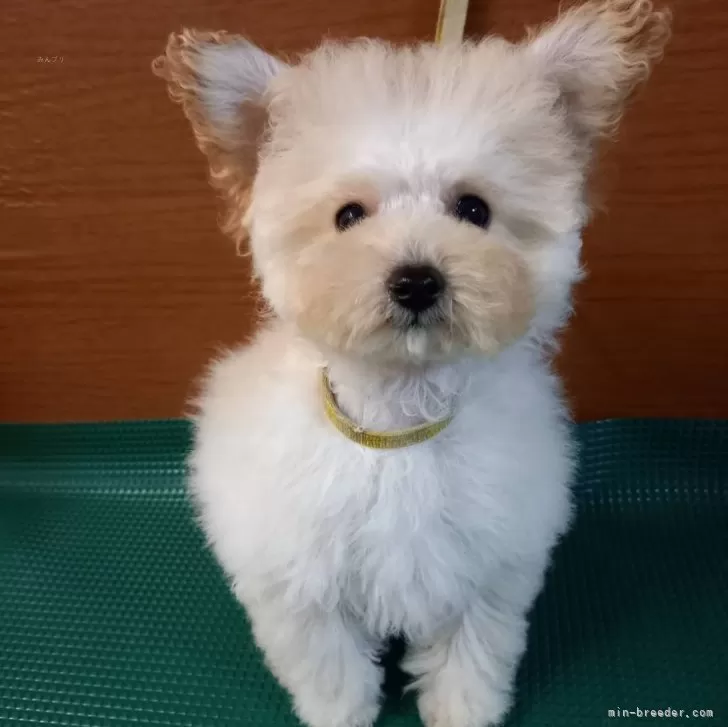 ID：2501-06750の子犬