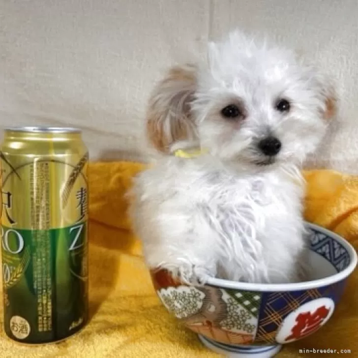 ID：2503-06172の子犬