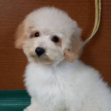 マルプー(マルチーズ×トイプードル)【鹿児島県・男の子・2024年12月12日・クリーム】の写真「毛量有」