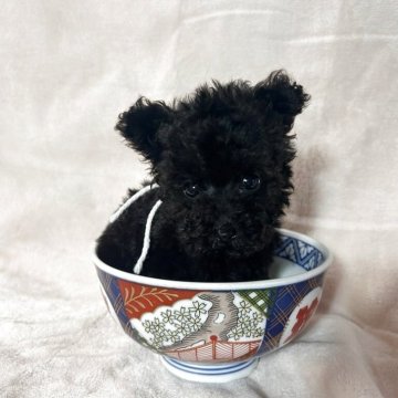 トイプードル(ティーカップ)【鹿児島県・男の子・2025年2月25日・ブラック】の写真「ホワイトくん。ティーカップ。写真・動画01日UP。」