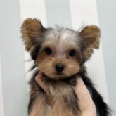 ヨークシャーテリア